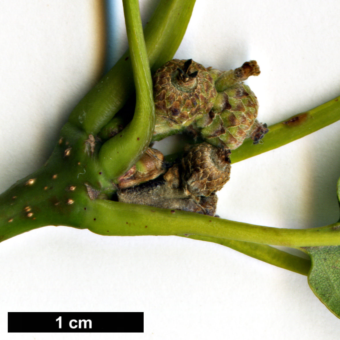 High resolution image: Family: Fagaceae - Genus: Quercus - Taxon: ×tabajdiana (Q.frainetto × Q.petraea)
